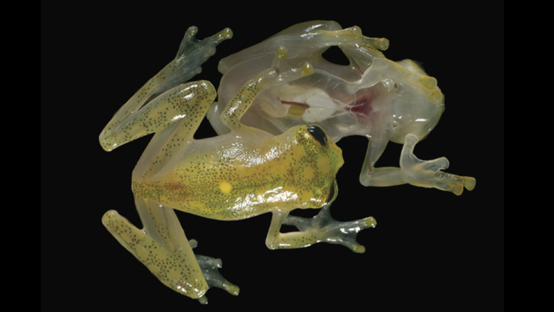Illustration for article titled This otherworldly amphibian has a completely transparent underbelly